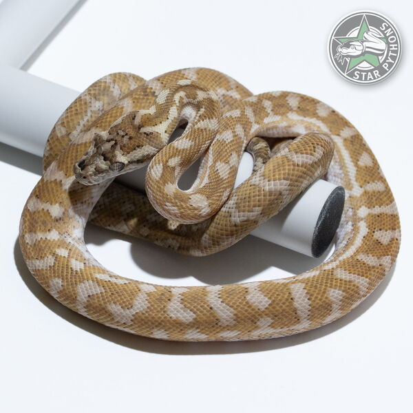 이 아름다운 (Hypo Caramel (female)) 카펫비단뱀(ID: 24-609)이 판매 중입니다.