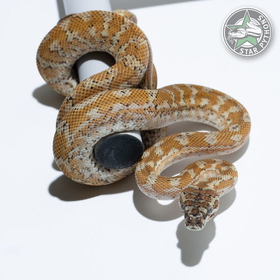 This beautiful female Hypo carpet python with id 24-743 is for sale.
