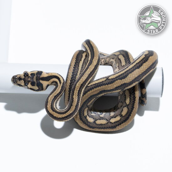 Dieses schöne Tiger (pure Coastal) Teppichpython (männlich) mit der ID 24-993 ist zu verkaufen.