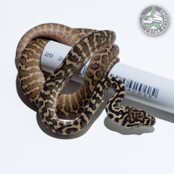 This beautiful male Zebra het Albino carpet python with id 25-173 is for sale.