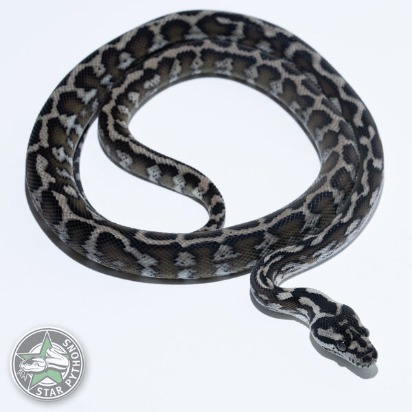 이 아름다운 (Axanthic het Granite (Female)) 카펫비단뱀(ID: 25-278)이 판매 중입니다.