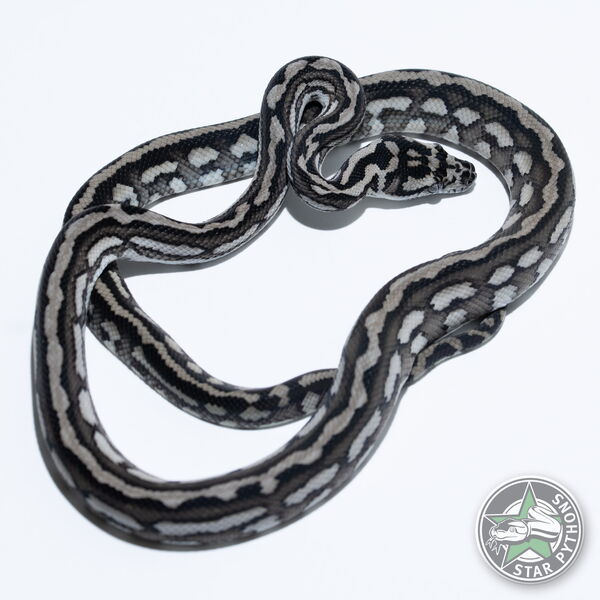 이 아름다운 (Axanthic Tiger (pure Coastal) (female)) 카펫비단뱀(ID: 25-326)이 판매 중입니다.