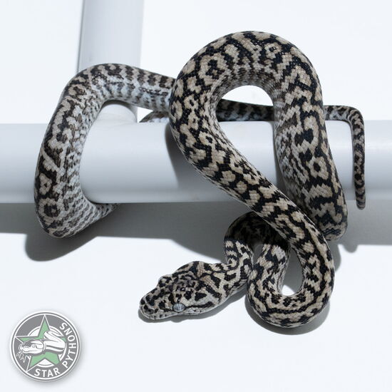 Dieses schöne Axanthic Zebra Teppichpython (weiblich) mit der ID 25-351 ist zu verkaufen.
