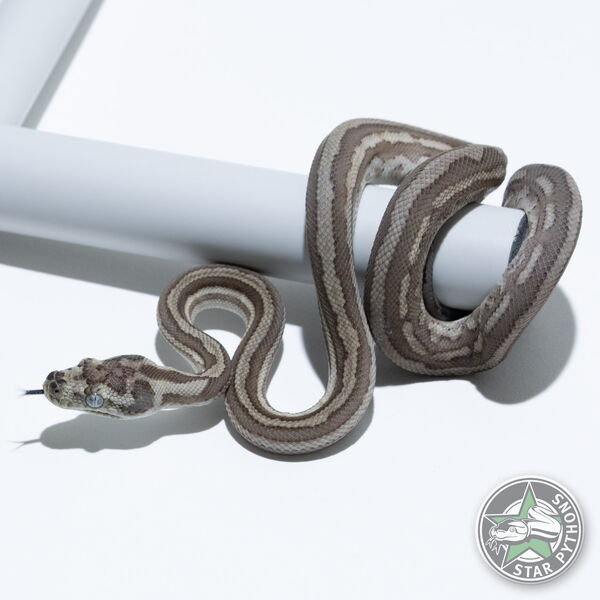 This beautiful female Caramel Axanthic Tiger (pure Coastal) carpet python with id 25-566 is for sale.