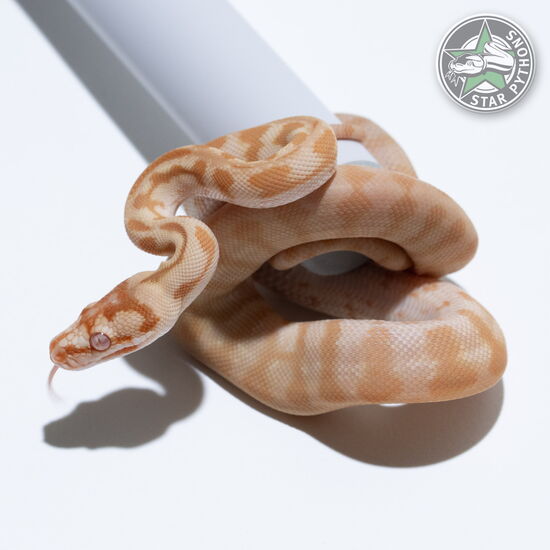 This beautiful female Albino Jaguar carpet python with id 26-026 is for sale.