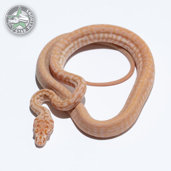 이 아름다운 (Albino Zebra Jaguar (female)) 카펫비단뱀(ID: 26-033)이 판매 중입니다.