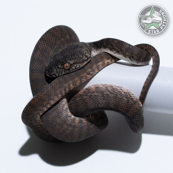 Dieses schöne Granite Teppichpython (männlich) mit der ID 26-153 ist zu verkaufen.