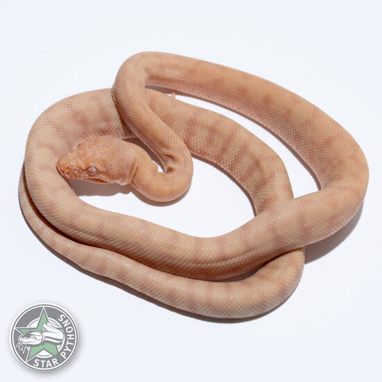 This beautiful female Albino (pure Darwin) carpet python with id 26-230 is for sale.