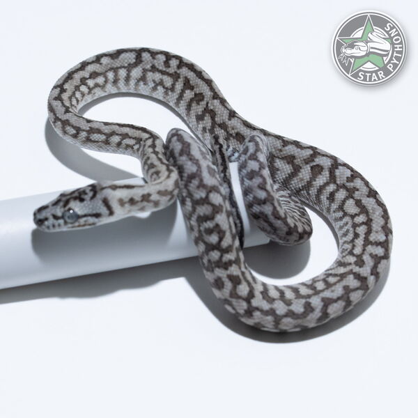 Dieses schöne Caramel Axanthic Zebra Jaguar Teppichpython (männlich) mit der ID 26-259 ist zu verkaufen.
