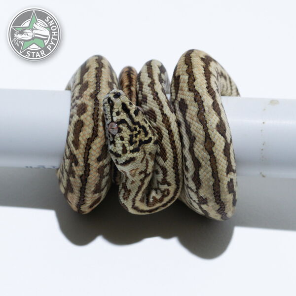 Dieses schöne Jungle Zebra Jaguar Teppichpython (männlich) mit der ID 26-364 ist zu verkaufen.