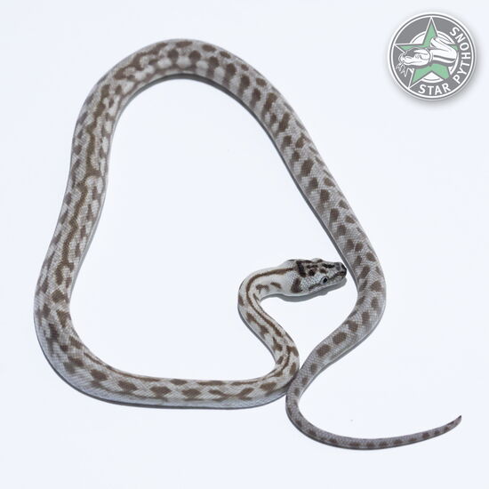 이 아름다운 (Caramel Axanthic Jaguar (male)) 카펫비단뱀(ID: 26-425)이 판매 중입니다.