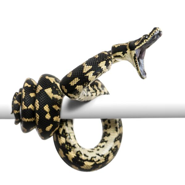 Carpet Pythons from StarPythons