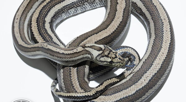 Tiger Teppichpython (Morelia spilota mcdowelli) – polygene Mustermutation mit breiter Dorsal- und Lateralstreifung | StarPythons