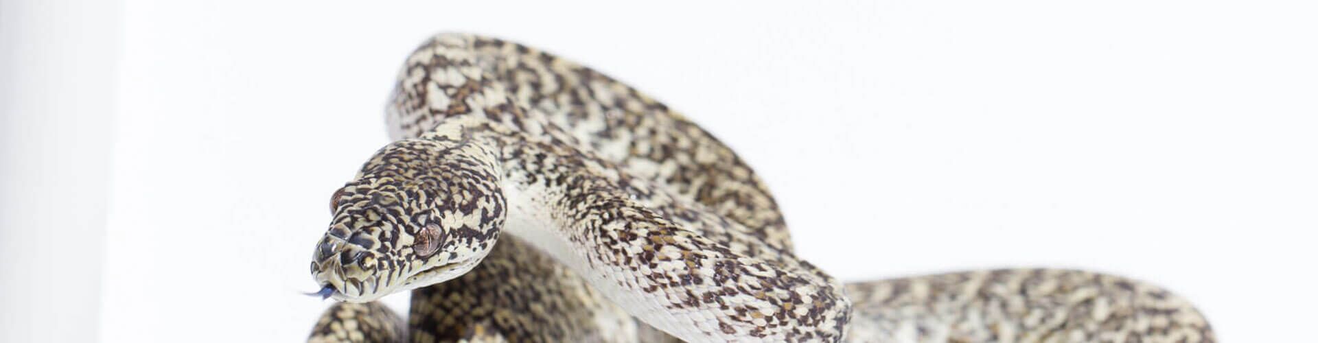 Caramel Granite Carpet Python