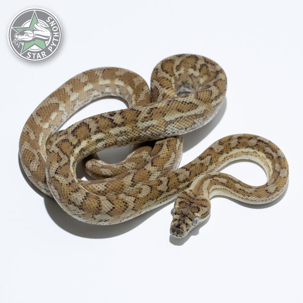 This beautiful female Hypo (pure Coastal) carpet python with id 23-343 is for sale.