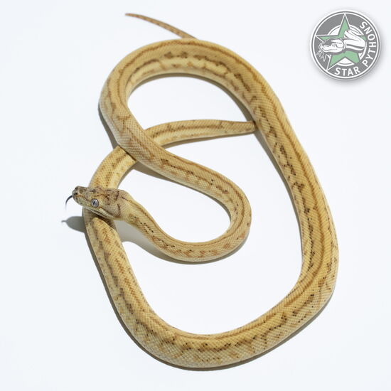 This beautiful female Hypo Zebra Jaguar carpet python with id 23-550 is for sale.