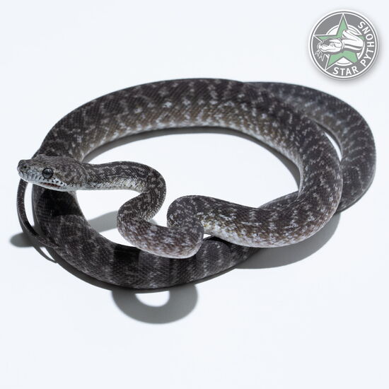 이 아름다운 (Axanthic Granite (female)) 카펫비단뱀(ID: 23-774)이 판매 중입니다.