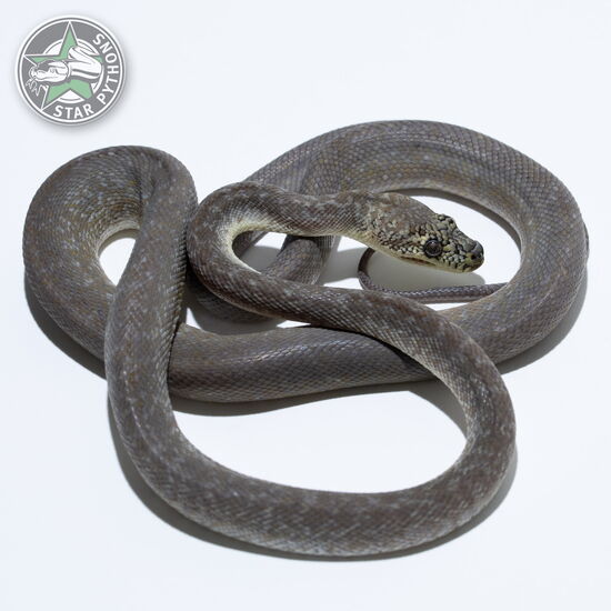 Dieses schöne Caramel Granite Teppichpython (männlich) mit der ID 24-258 ist zu verkaufen.