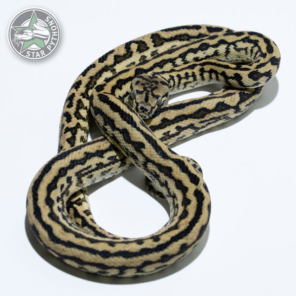이 아름다운 (Jungle Zebra Jaguar (male)) 카펫비단뱀(ID: 24-303)이 판매 중입니다.