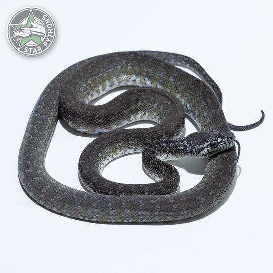 This beautiful male Axanthic Granite het Albino carpet python with id 24-348 is for sale.