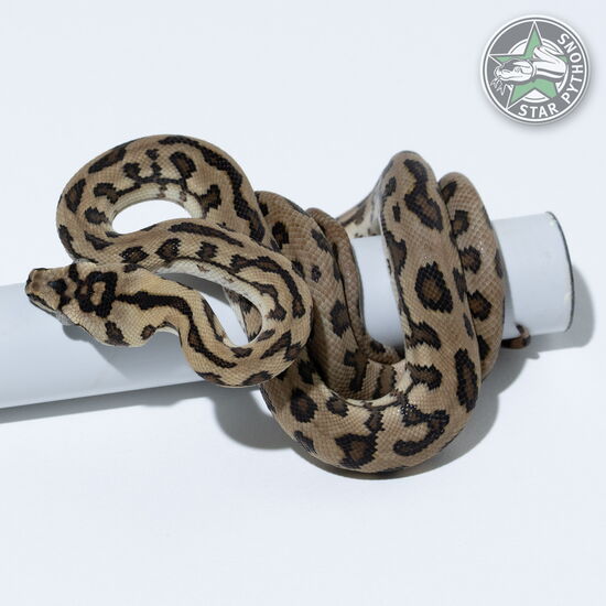 Dieses schöne Jaguar dblhet Axanthic Granite Teppichpython (männlich) mit der ID 24-449 ist zu verkaufen.