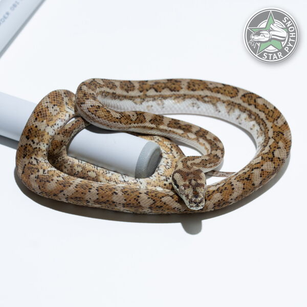 이 아름다운 (Hypo Caramel (male)) 카펫비단뱀(ID: 24-608)이 판매 중입니다.