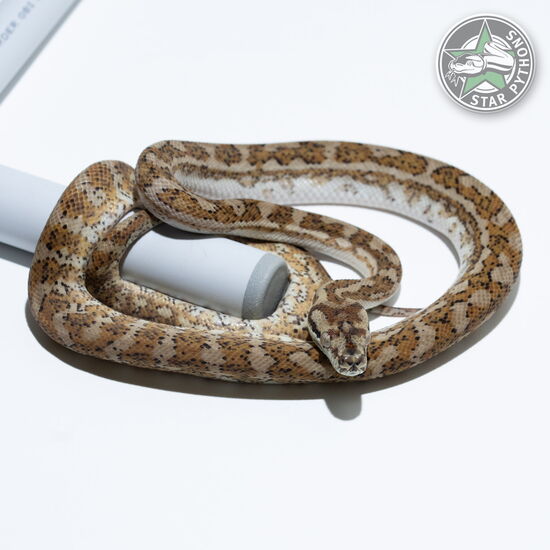 이 아름다운 (Hypo Caramel (male)) 카펫비단뱀(ID: 24-608)이 판매 중입니다.