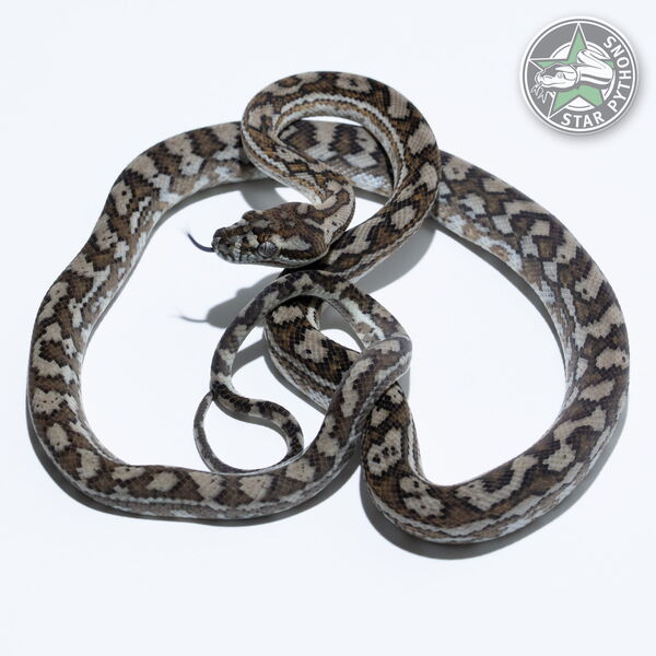 이 아름다운 (Hypo Caramel het Axanthic (male)) 카펫비단뱀(ID: 24-722)이 판매 중입니다.