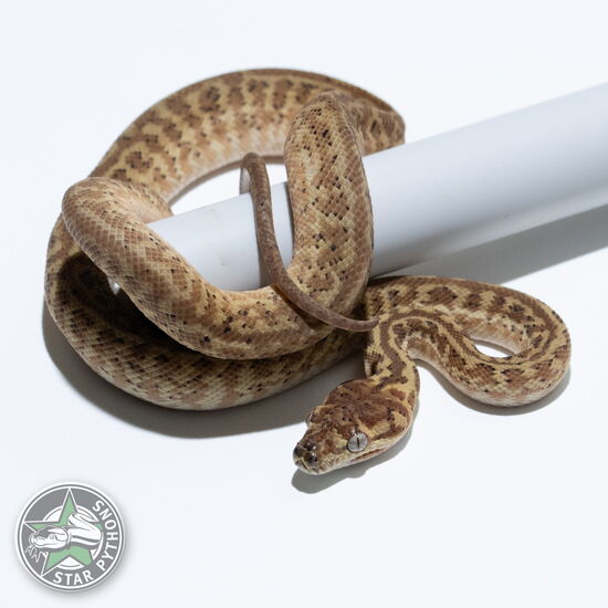 This beautiful male Hypo Caramel Zebra carpet python with id 25-036 is for sale.