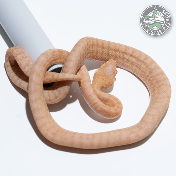 This beautiful male Albino Granite carpet python with id 25-088 is for sale.