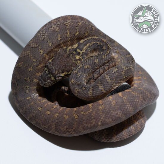 This beautiful female Granite het Albino carpet python with id 25-100 is for sale.