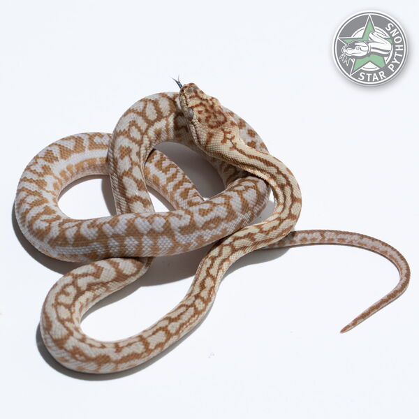 This beautiful male Hypo Zebra Jaguar het Axanthic carpet python with id 25-258 is for sale.