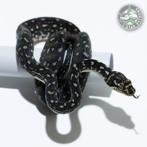 This beautiful female Diamond carpet python with id 25-719 is for sale.