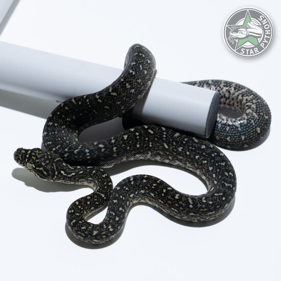 Dieses schöne Diamond Teppichpython (weiblich) mit der ID 25-765 ist zu verkaufen.