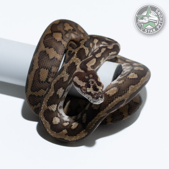 Dieses schöne dblhet Axanthic Granite (pure IJ) Teppichpython (männlich) mit der ID 26-005 ist zu verkaufen.