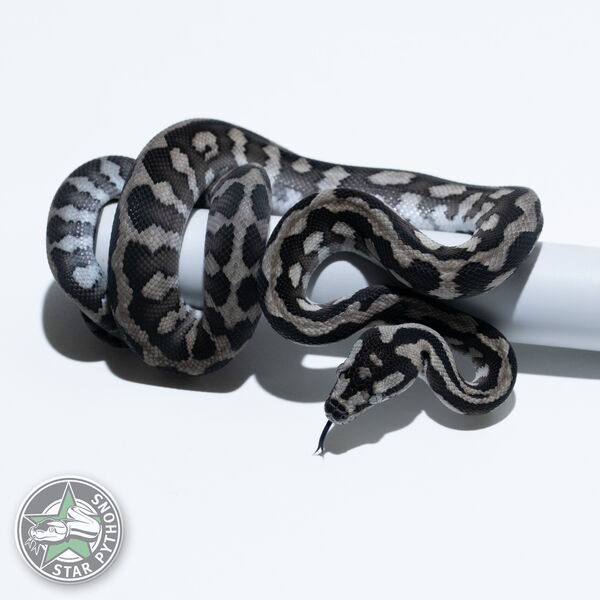 이 아름다운 (Axanthic (pure IJ) (male)) 카펫비단뱀(ID: 26-063)이 판매 중입니다.