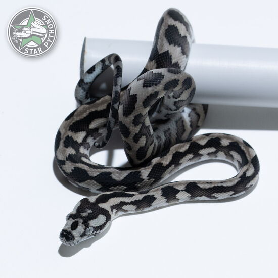 This beautiful female Axanthic (pure IJ) carpet python with id 26-066 is for sale.