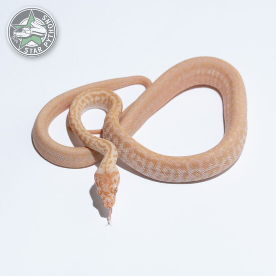 This beautiful female Albino Zebra Jaguar carpet python with id 26-133 is for sale.