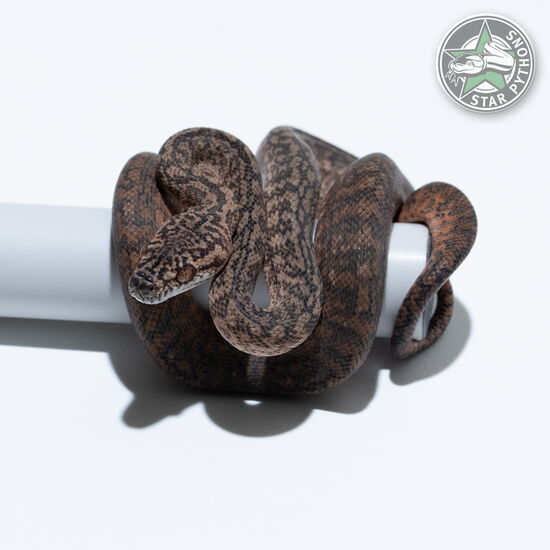 Dieses schöne Granite het Axanthic (pure IJ) Teppichpython (weiblich) mit der ID 26-207 ist zu verkaufen.