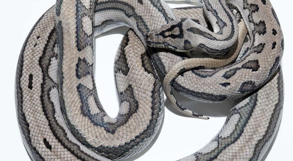 Caramel Axanthic Tiger Jaguar Carpet Python – Morelia spilota mcdowelli