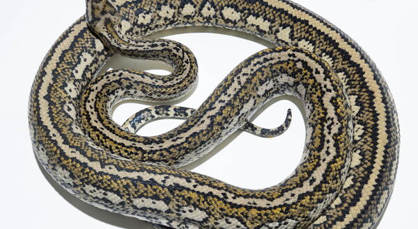 Hypo Tiger Teppichpython (Morelia spilota mcdowelli) – Kombination aus intermediärem Hypo mit polygenem Tiger-Streifenmuster, sauberer lateraler Kontrast auf warmer Grundfarbe
