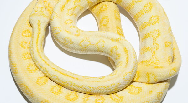 Redline Albino Jaguar Teppichpython (Morelia spilota variegata) – selektiv gezüchtet auf hohe Orangesättigung