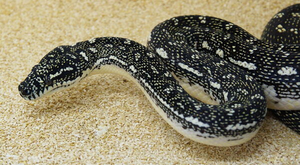Diamantpython (Morelia spilota spilota) Nachzuchten von StarPythons