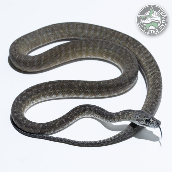 Dieses schöne Granite dblhet Snow Teppichpython (weiblich) mit der ID 23-146 ist zu verkaufen.