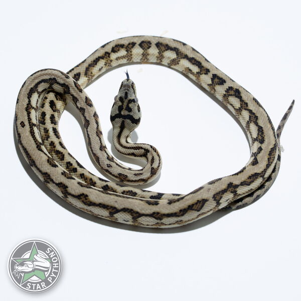 이 아름다운 (Caramel Jaguar het Axanthic (female)) 카펫비단뱀(ID: 24-1048)이 판매 중입니다.