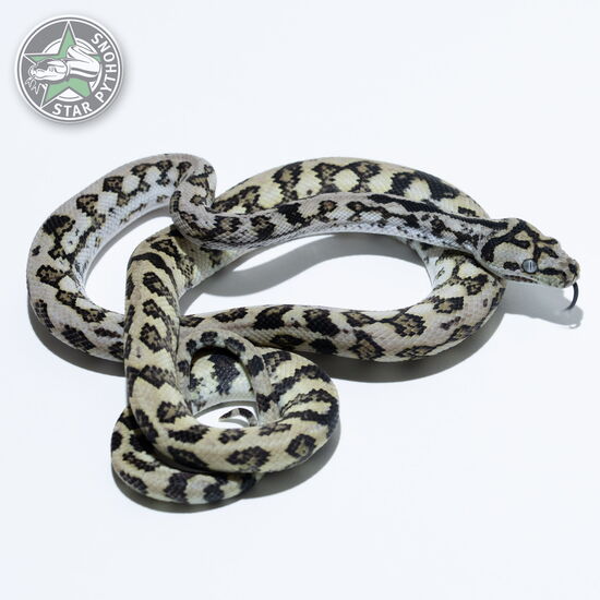 This beautiful female Caramel Axanthic Jaguar carpet python with id 24-1051 is for sale.