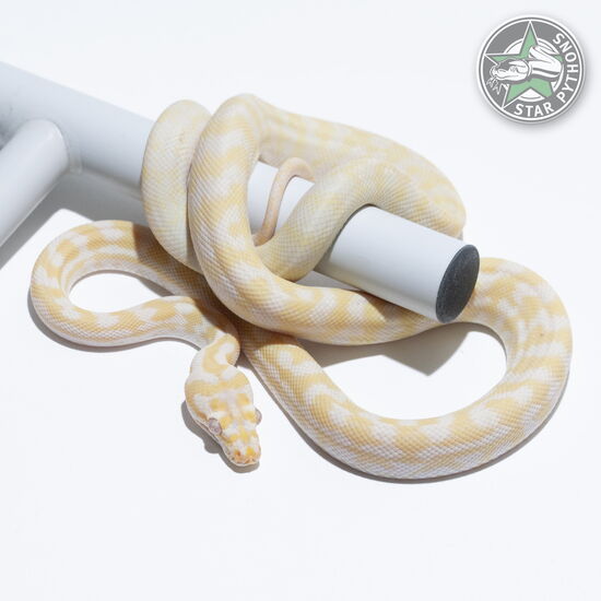 This beautiful male Snow carpet python with id 24-490 is for sale.