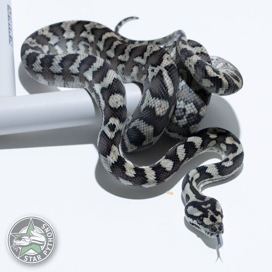 This beautiful female Axanthic het Granite carpet python with id 24-527 is for sale.