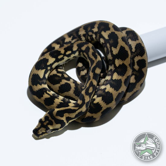 This beautiful female Jungle (50% German Bloodline) carpet python with id 24-658 is for sale.