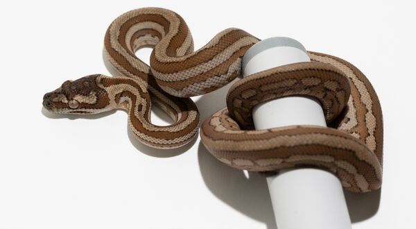 Tiger carpet pythons